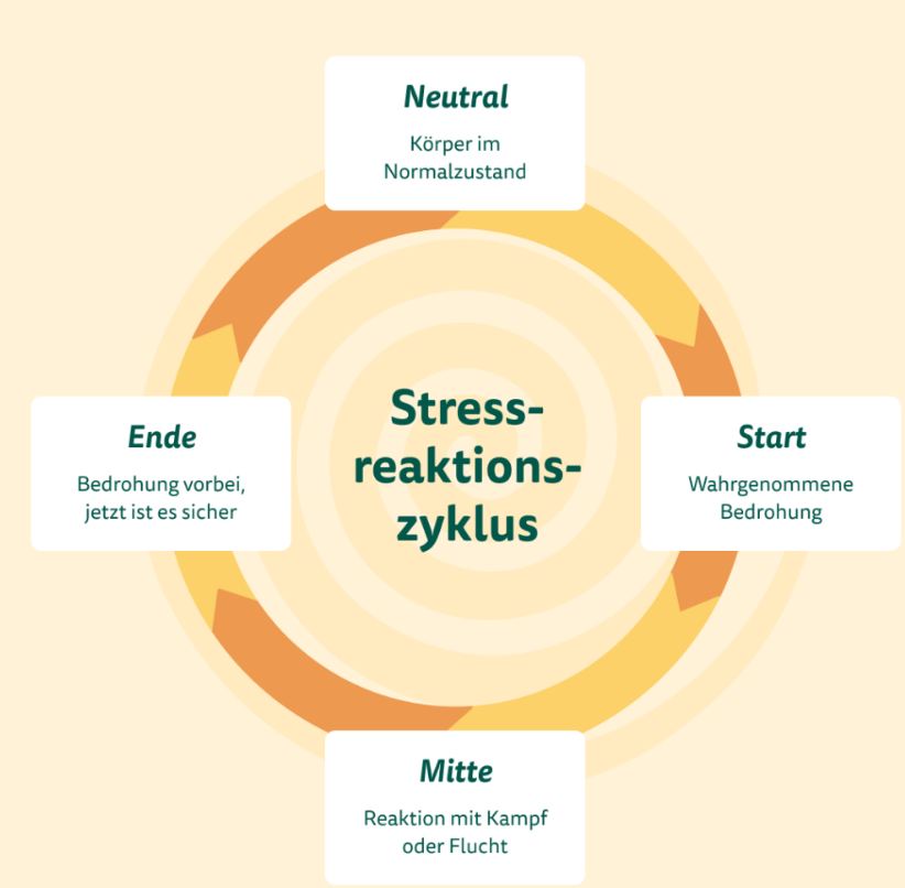Wenn Stress zum Dauerzustand wird – und was er in deinem Körper bewirkt